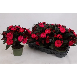 IMPAT PATTIC D RED