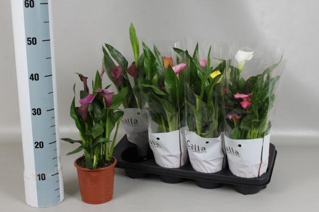 <h4>ZANT GEM 5 KL</h4>