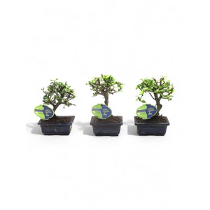 Carmona macrophylla, 12cm., broom, without drip tray