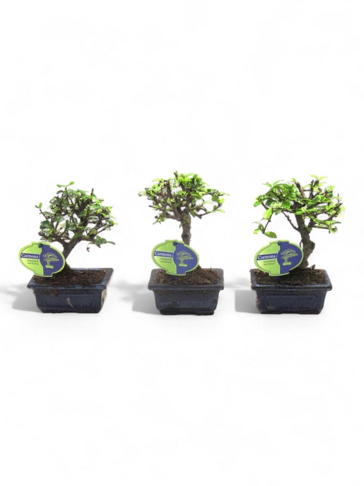 <h4>Carmona macrophylla, 12cm., broom, without drip tray</h4>