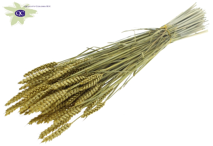 Triticum per bunch Metallic Yellow