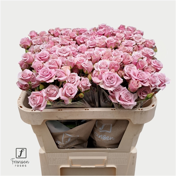 <h4>R TR Leila 70cm</h4>