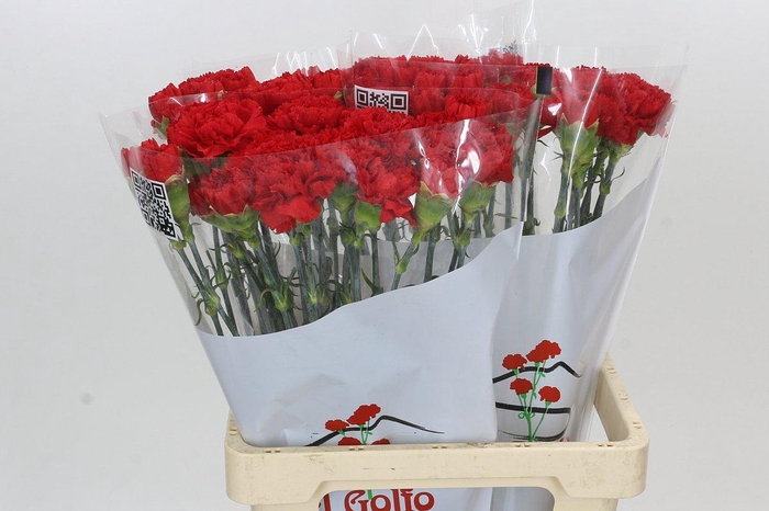 <h4>Dianthus St Arona</h4>