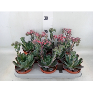 Echeveria  'Blue Prince'