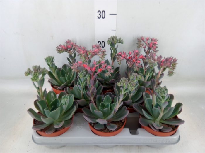 <h4>Echeveria  'Blue Prince'</h4>