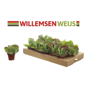 Kalanchoe NF thyrsiflora