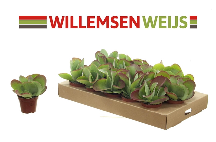 <h4>Kalanchoe NF thyrsiflora</h4>