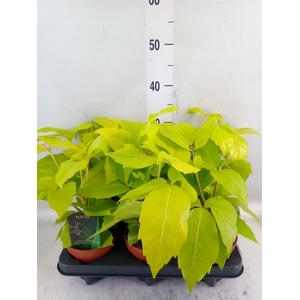 Schefflera actin.