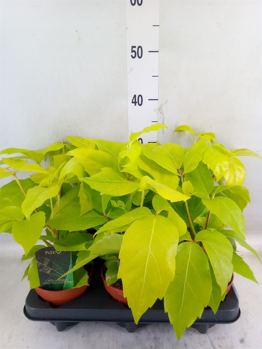 <h4>Schefflera actin.</h4>