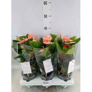 Anthurium andr. 'Spirit'