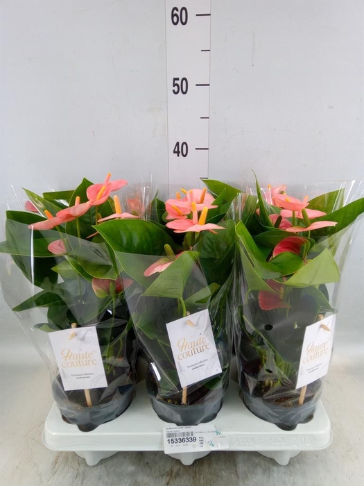 <h4>Anthurium andr. 'Spirit'</h4>