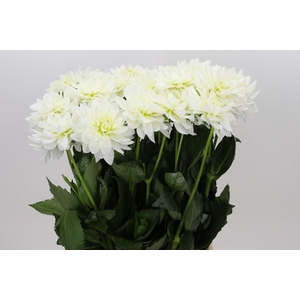 Dahlia Karma M. Zwaan