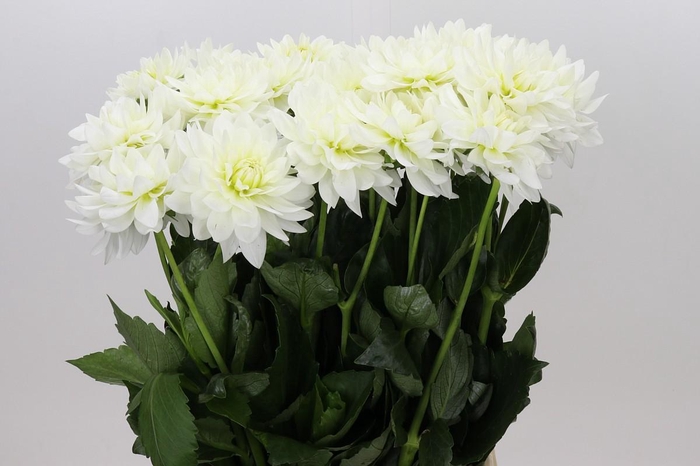 <h4>Dahlia Karma M. Zwaan</h4>