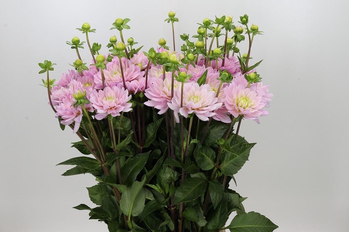 <h4>Dahlia Pink Delight</h4>