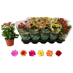 KALAN CALAN MIX ROSALINA P12