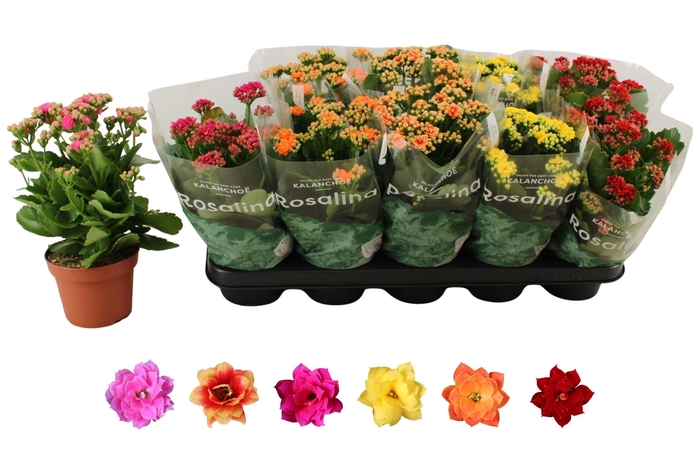 <h4>KALAN CALAN MIX ROSALINA P12</h4>