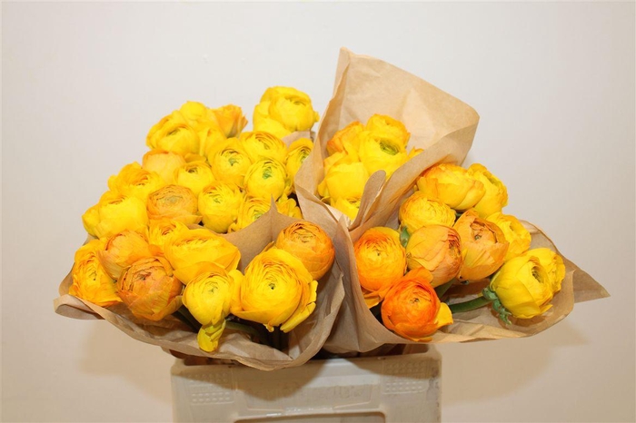 <h4>Ran Cloni Ex Luce</h4>