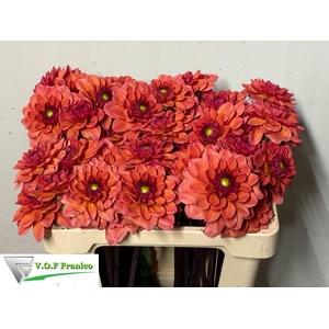 DAHL BALL ORANGE FOX