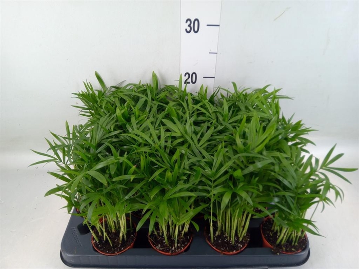<h4>Chamaedorea elegans</h4>