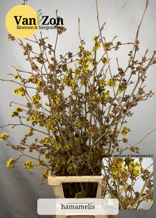 <h4>HAMA PALLIDA</h4>