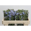 Oxypetalum Tweedia Blue