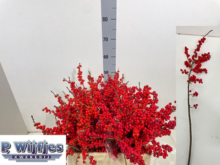 <h4>ILEX VE RODE BES</h4>