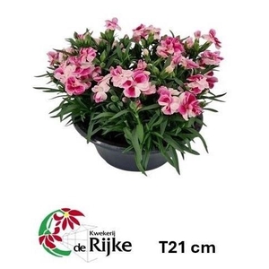 DIAN SPRINT PINK PRO