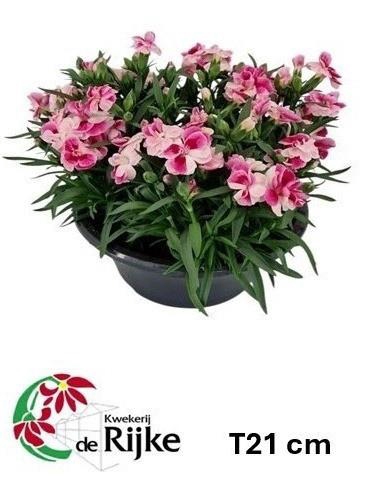 <h4>DIAN SPRINT PINK PRO</h4>