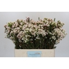 Chamelaucium Moonlight Delight