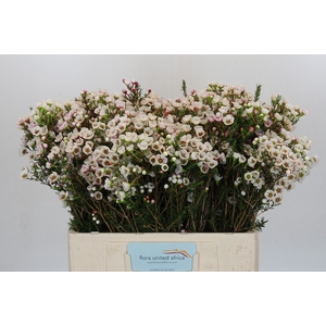 Chamelaucium Moonlight Delight
