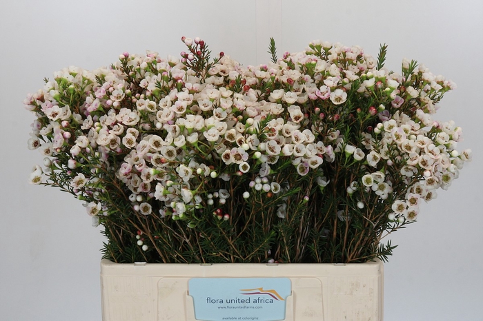 <h4>Chamelaucium Moonlight Delight</h4>