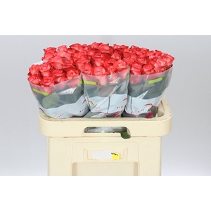 Rosa Gr Icon