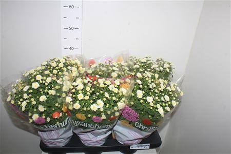 <h4>Chrys Garden Mums White</h4>