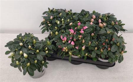 <h4>Rhodo Si Gem</h4>