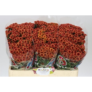 Sant Mad Orange Tyolo