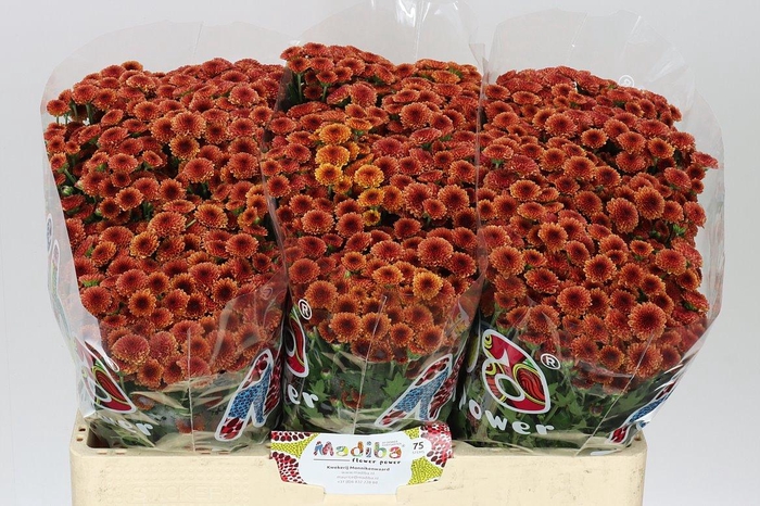 <h4>Sant Mad Orange Tyolo</h4>