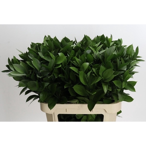 Ruscus Hypophyllum