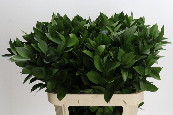 <h4>Ruscus Hypophyllum</h4>