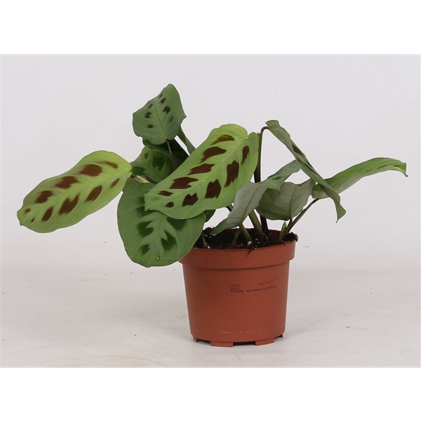 <h4>Maranta kerchoveana</h4>