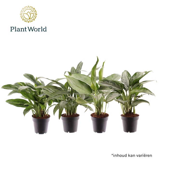 <h4>Aglaonema gemengd</h4>