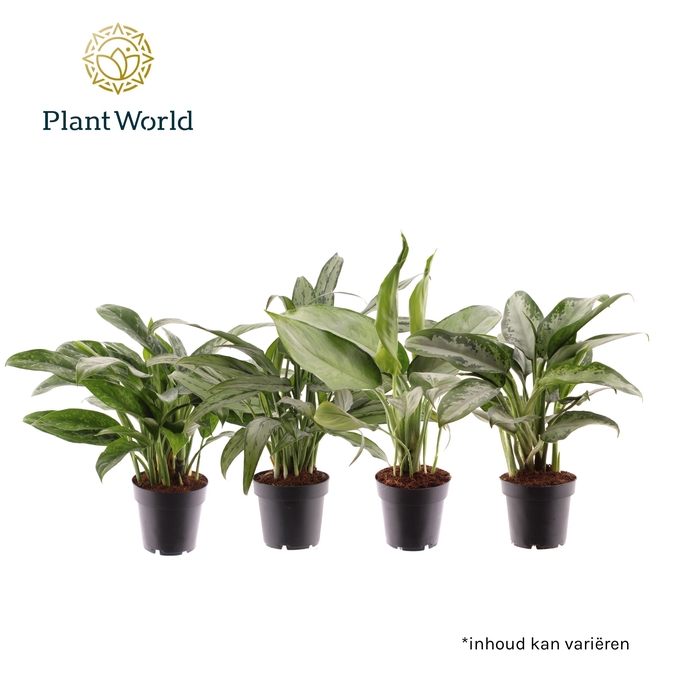 <h4>Aglaonema gemengd</h4>