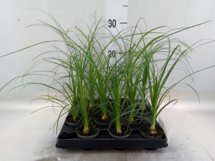 <h4>Beaucarnea recurvata</h4>