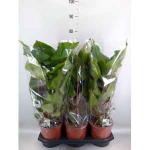 Homalomena rubescens 'Maggy'