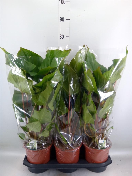 <h4>Homalomena rubescens 'Maggy'</h4>