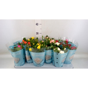 Rosa  'Beau Monde'   ...mix