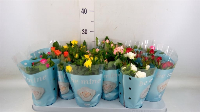 <h4>Rosa 'Beau Monde' ...mix</h4>