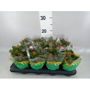 Kalanchoe blos. 'Calandiva Rubio'