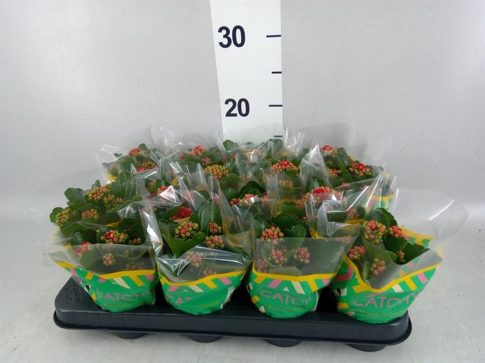 <h4>Kalanchoe blos. 'Calandiva Rubio'</h4>