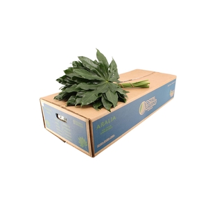 Aralia Large