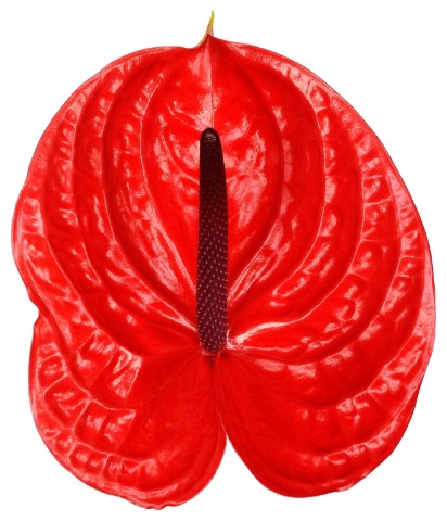 <h4>ANTH A IMPULZ 20 15 cm</h4>